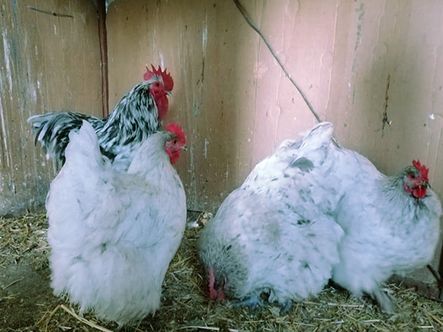 Фото 8. Орпінгтон мармуровий, спліш, білий. Кури, курчата, яйце інкубаційне