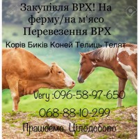 ВРХ Дорого Корови Бичків Коней Телята тримання