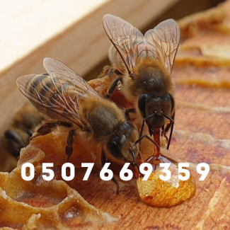 Продам бджолопакети (пчелопакеты) та бджолосім#039;ї Полтавська область