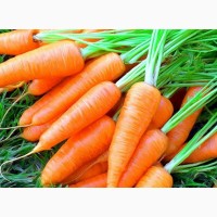 Шукаємо постачальників моркви по всій Україні від 20 тон