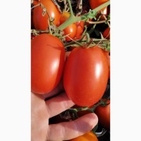Продам помідор, сорт 3402, сливка
