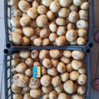 Продам оптом від виробника пророщене насіння картоплі Пікассо, Арізона, Белла Роса