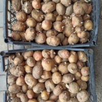 Продам оптом від виробника пророщене насіння картоплі Пікассо, Арізона, Белла Роса