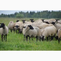 Продажа бизнеса по разведению овец