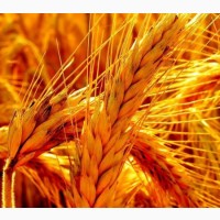 Продам пшеницу 2 класс, Хмельницька обл