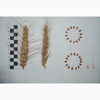 МІП Вишиванка, пшениця озима, посівний матеріал