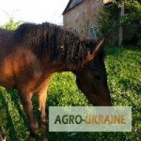 Продам лошадь.гнедая крупная западно - украинская