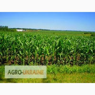 Cемена кукурузы Оржиця 237 МВ