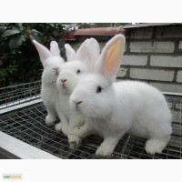 Продам кролів породи віденська Біла