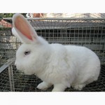 Продам кролів породи віденська Біла
