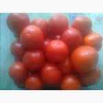 Продам томаты сорта Найранніший