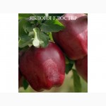 Продаю саженці яблук сорту: Айдаред, Глотер, Флоріна, Лігол.50грн
