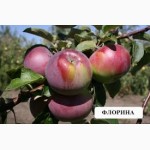 Продаю саженці яблук сорту: Айдаред, Глотер, Флоріна, Лігол.50грн