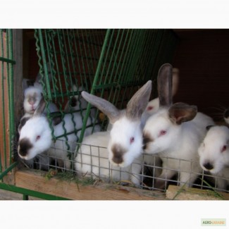 Кролики Бургундской, Калифорнийской, Полтавское Серебро