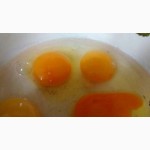 Продам инкубационное яйцо домашних кур