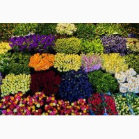 Цвети из Голландии, Еквадора, отечественние