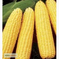 Продам семена кукурузы