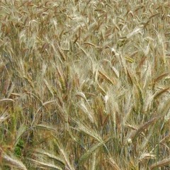 Фото 2. Семена озимой пшеницы Чорнява, урожай 2017 года от компании Дер Трей