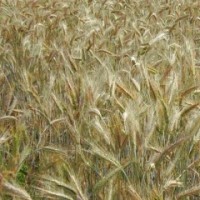 Семена озимой пшеницы Чорнява, урожай 2017 года от компании Дер Трей