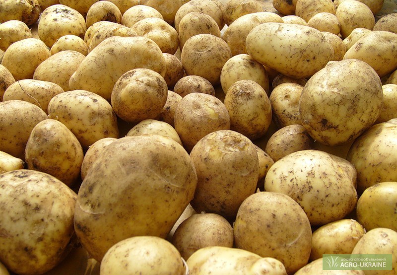 Фото 5. Продам капусту, картоплю, столовий та кормовий буряк