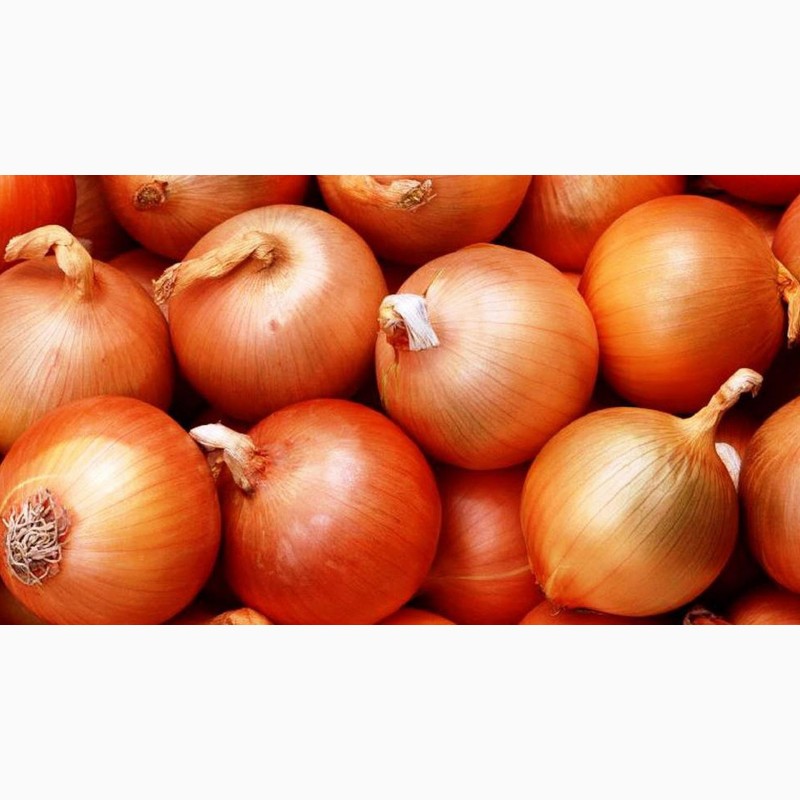 Фото 3. Экспорт (затаможка) грецкого ореха, семечка тыквы, яблоки, фасоль, лук