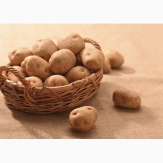 Продам картоплю Закарпаття (Картопля з Волині)