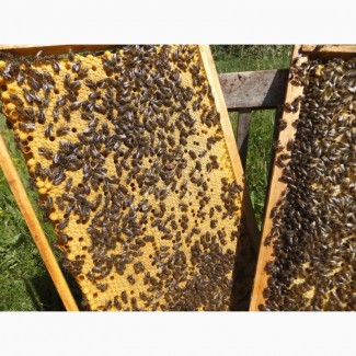 Бджолині пакети