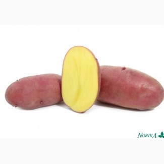 Продам насіння картоплі сорту Балтік Роз німецької селекції Норіка