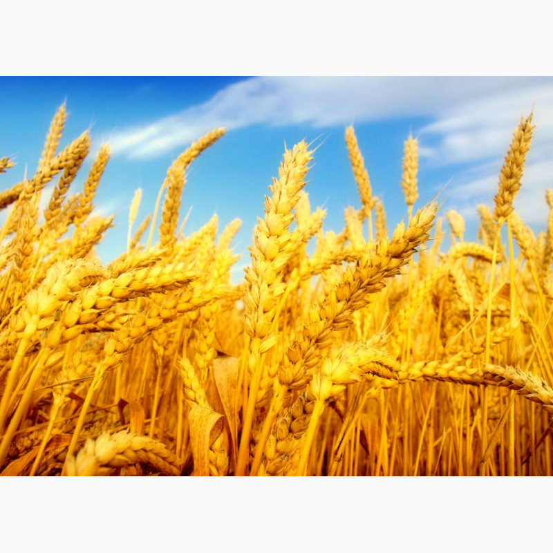 Фото 2. Семена озимой пшеницы КАНАДА