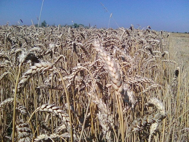 Фото 3. Семена озимой пшеницы КАНАДА