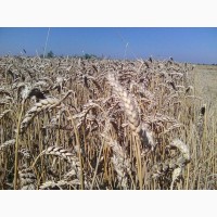 Семена озимой пшеницы КАНАДА