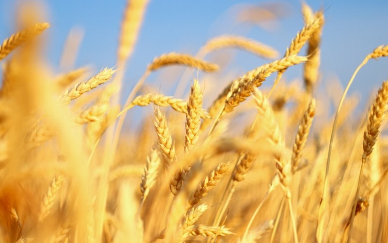 Фото 4. Семена озимой пшеницы КАНАДА