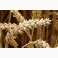 Семена озимой пшеницы КАНАДА