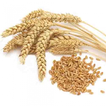 Фото 6. Семена озимой пшеницы КАНАДА
