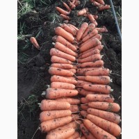 Продам морковку Абако, Боливар
