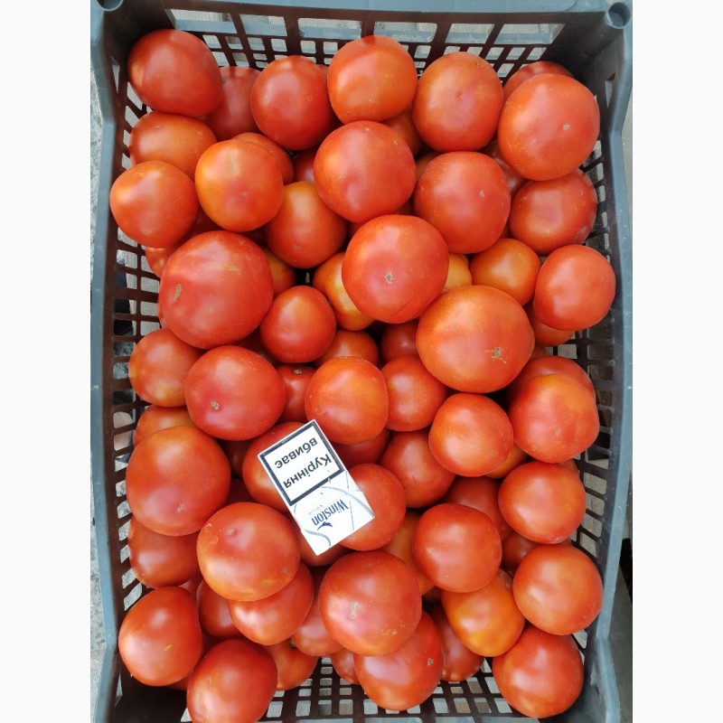 Фото 12. Продам помідор