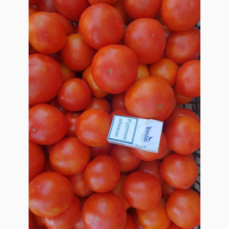Фото 13. Продам помідор