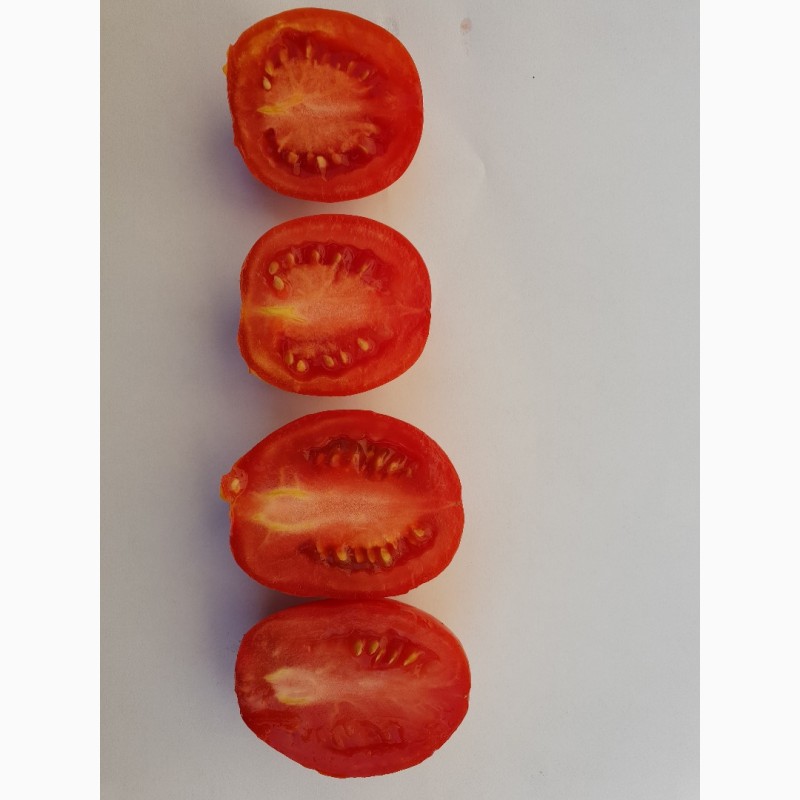 Фото 6. Продам помідор
