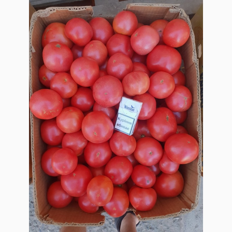 Фото 7. Продам помідор
