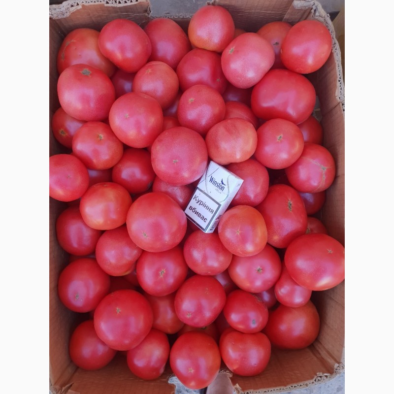Фото 8. Продам помідор