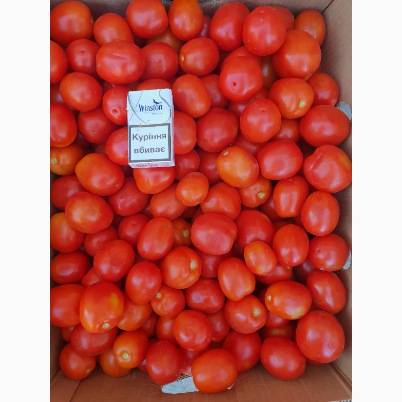 Фото 9. Продам помідор