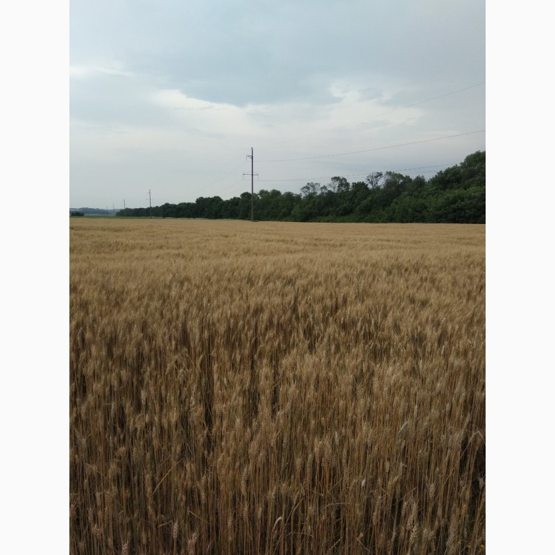 Фото 2. Пшениця озима Паннонікус