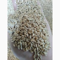 Пшениця озима Паннонікус
