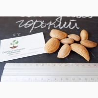 Горький миндаль семена (50 штук), косточка для выращивания саженцев, насіння