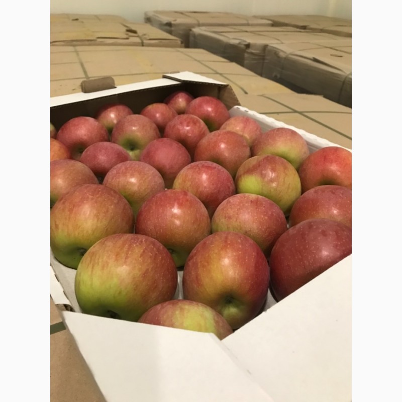 Фото 4. Продаємо газовані яблука з холодильника-сортів.Грені Сміт, Голден Делішес, Фуджі, Ред Чіф