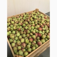 Продаємо газовані яблука з холодильника-сортів.Грені Сміт, Голден Делішес, Фуджі, Ред Чіф