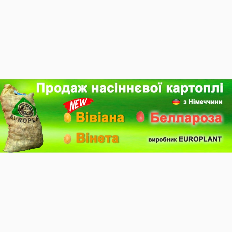 Насіннева картопля Еліта виробник Европлант Німеччина Беллароза, Вінета, Вівіана, Анушка