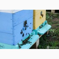 Продам бджолопакети Решетилівка