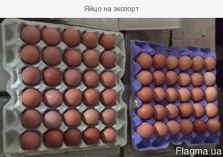 Фото 3. Экспорт яйца свежие С0, С1 и яичный порошок.Отгрузка на прямую с завода изготовителя