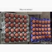 Экспорт яйца свежие С0, С1 и яичный порошок.Отгрузка на прямую с завода изготовителя
